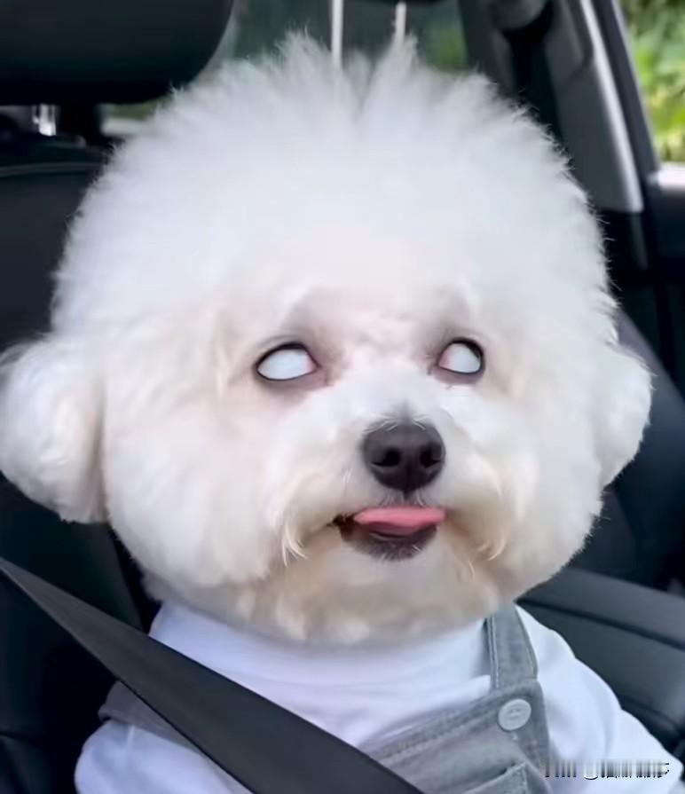 不想吃狗肉
狗是人类的好朋友
怎么能吃狗肉呢