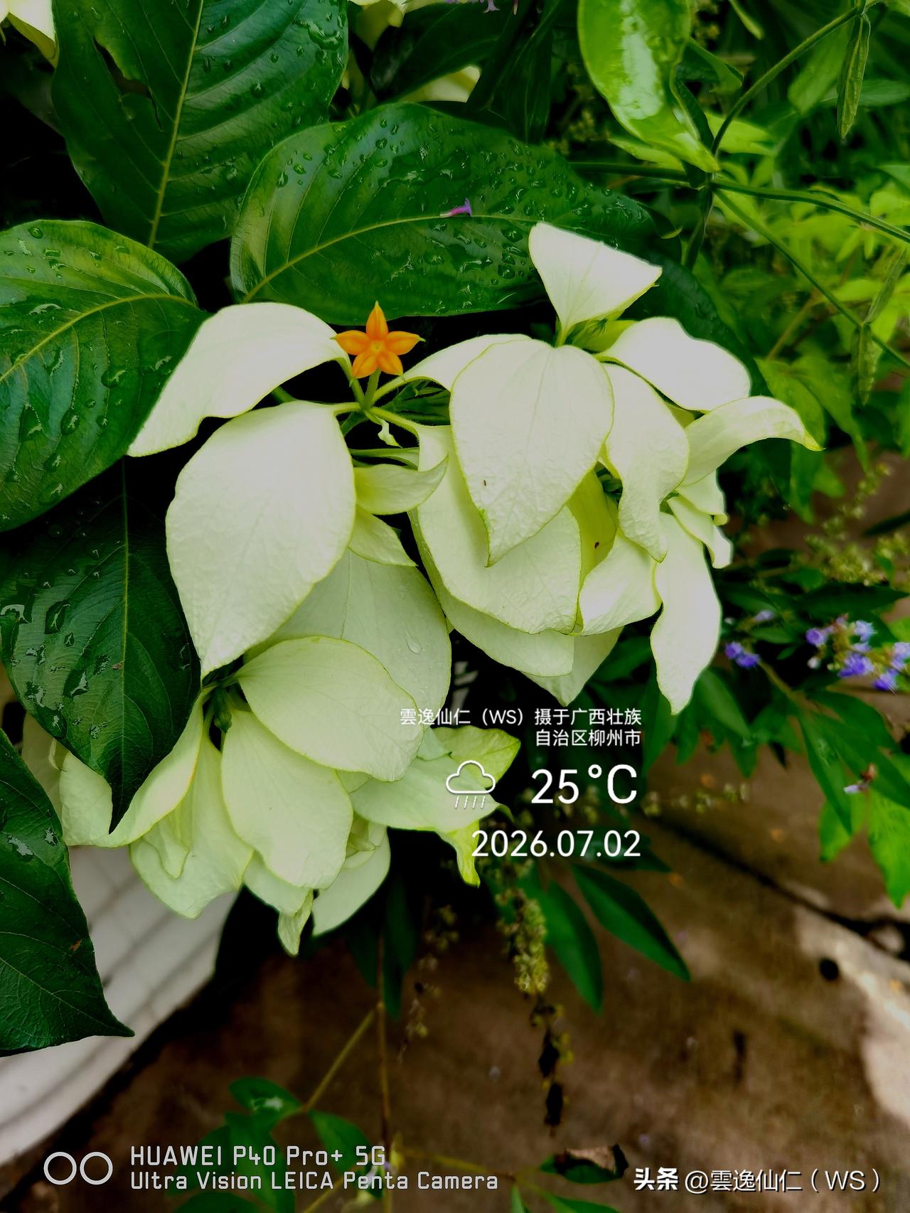 月居生活记录（10126）广西壮族自治区柳州市（163）花儿随拍18：玉叶金花、