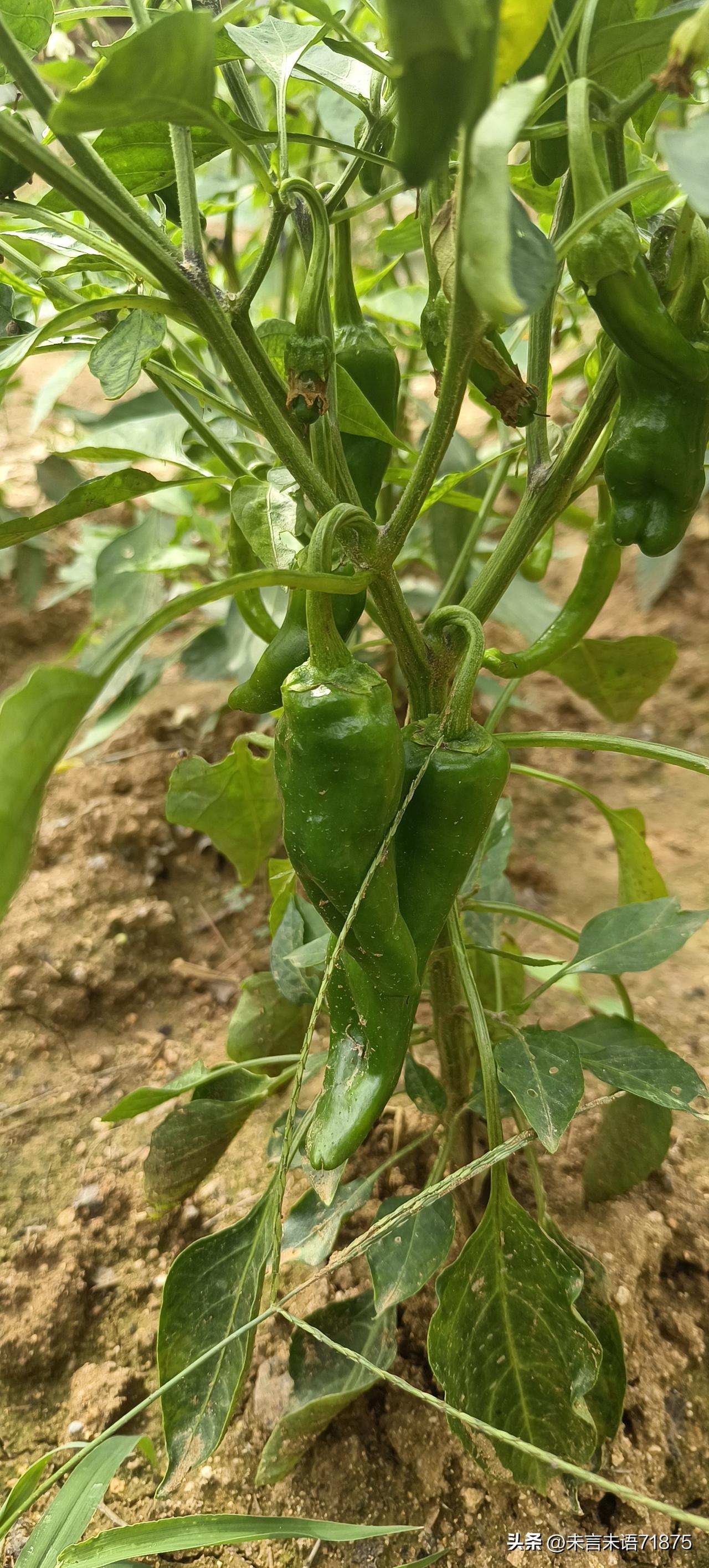 我的小菜园子，绿油油的。长得最好的就是小辣椒了。
老百姓视地如命，只要有一块土地