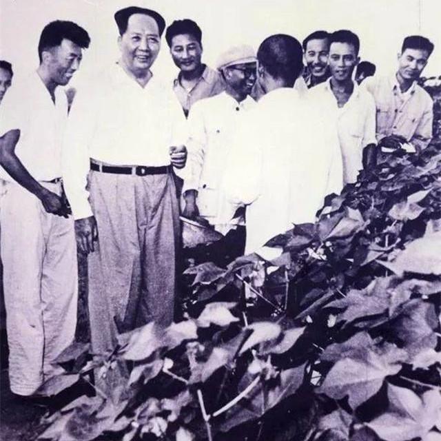 纪念毛主席视察新乡县七里营66周年
1958年8月4日的早晨，新乡县七里营乡的大