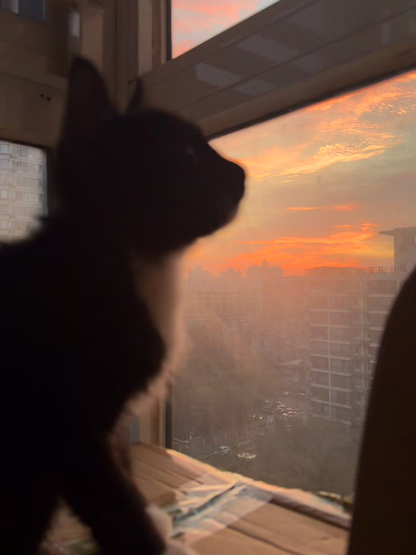 “其实朝霞是小奶制造的”daily奶牛猫 （投稿：） 