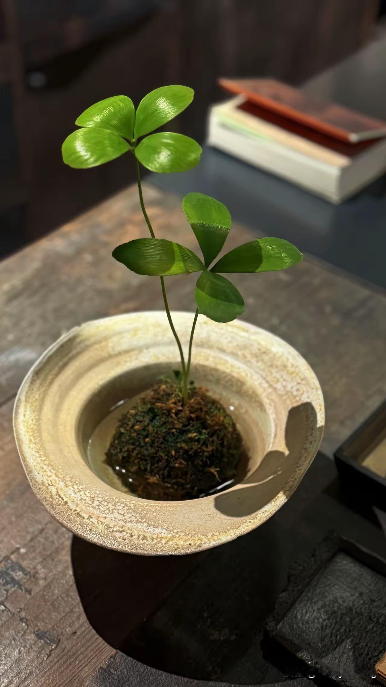 集卡领红包幸运🍀四叶草，见着全年有福气！