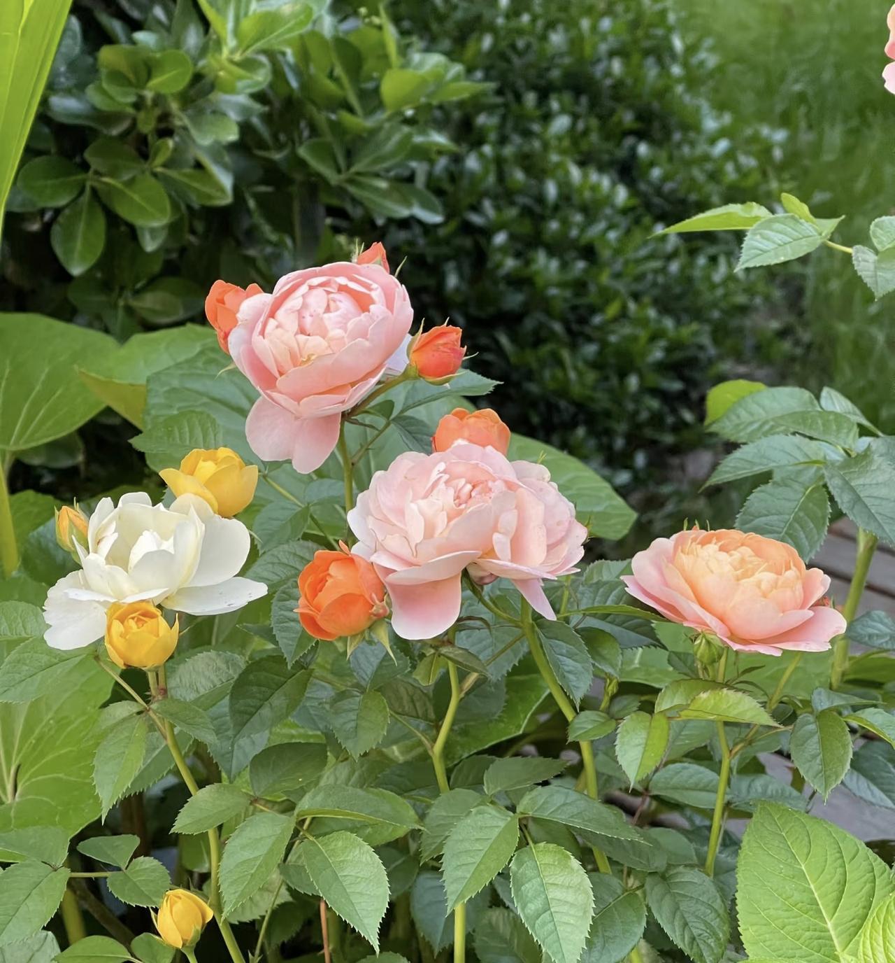 叶片上还带着午后的暖意，微风拂过时，整丛花都轻轻摇晃，像一群穿着纱裙的小姑娘在低