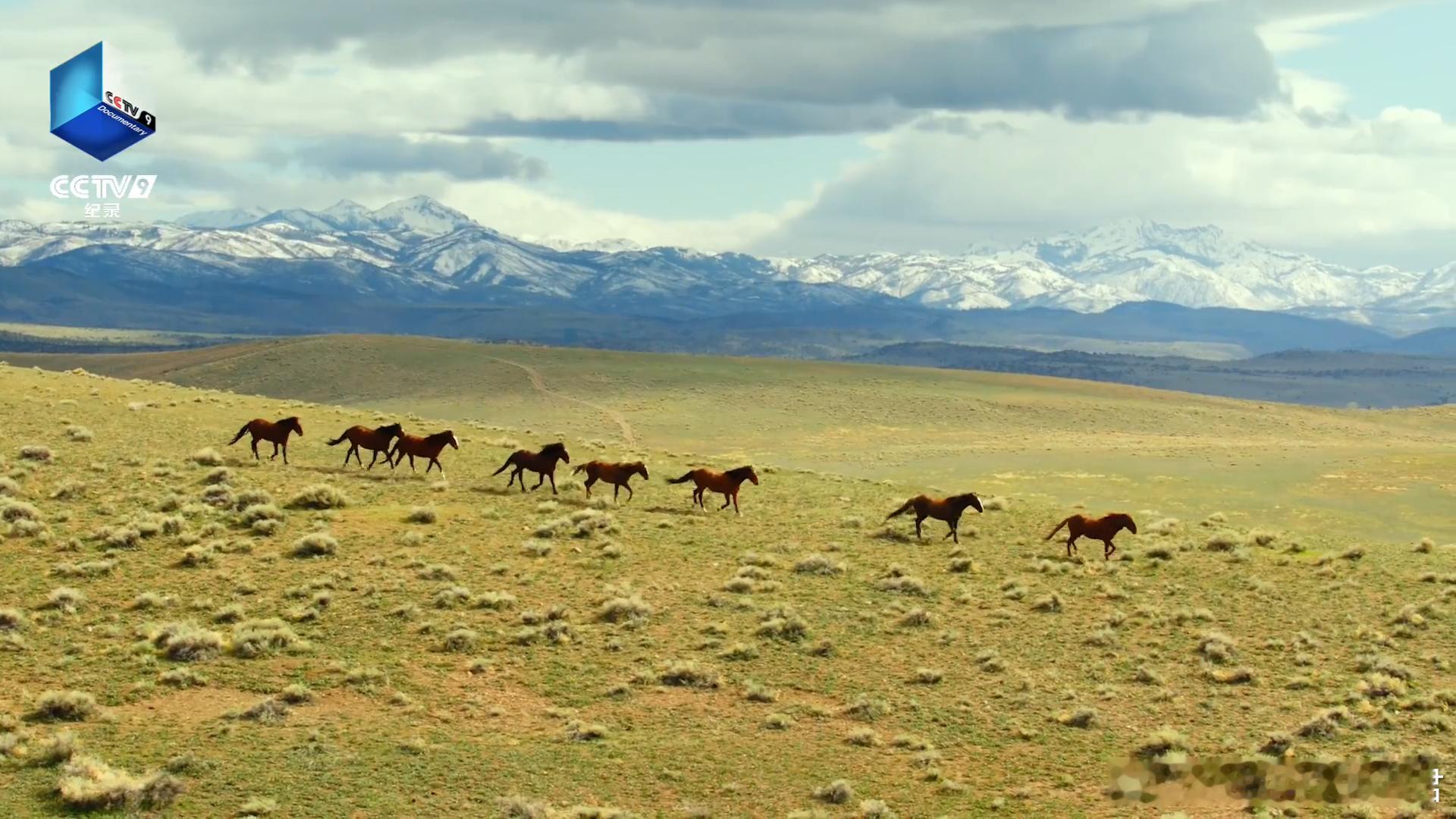 马年看马到功成于适为马到功成配音 从少女与白马的日常，到野马重返自然的壮举，纪录