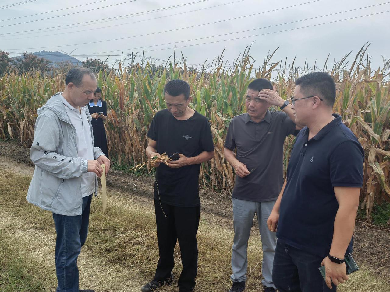 #复合种植 #抖音助农