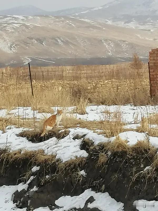 省察克治——去私欲如猫捕鼠

“省察克治”是致良知的具体功夫。王阳明比喻：去私欲