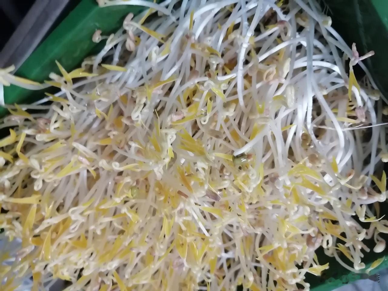 我发的绿豆芽，又长爆了！

上次发豆芽，有友友建议我压点重物在盒子上，这次我压了
