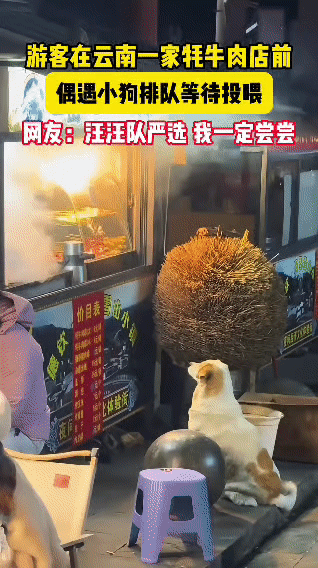 在云南雪山小镇的牦牛肉店前，几只小狗整整齐齐排成一队，安安静静蹲在摊位旁，眼巴巴