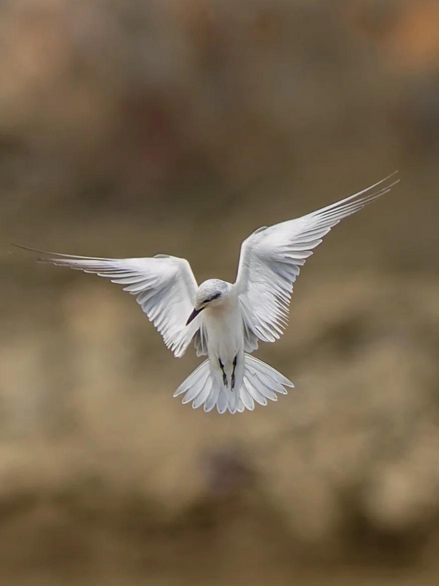 鸥嘴噪鸥的空中舞蹈