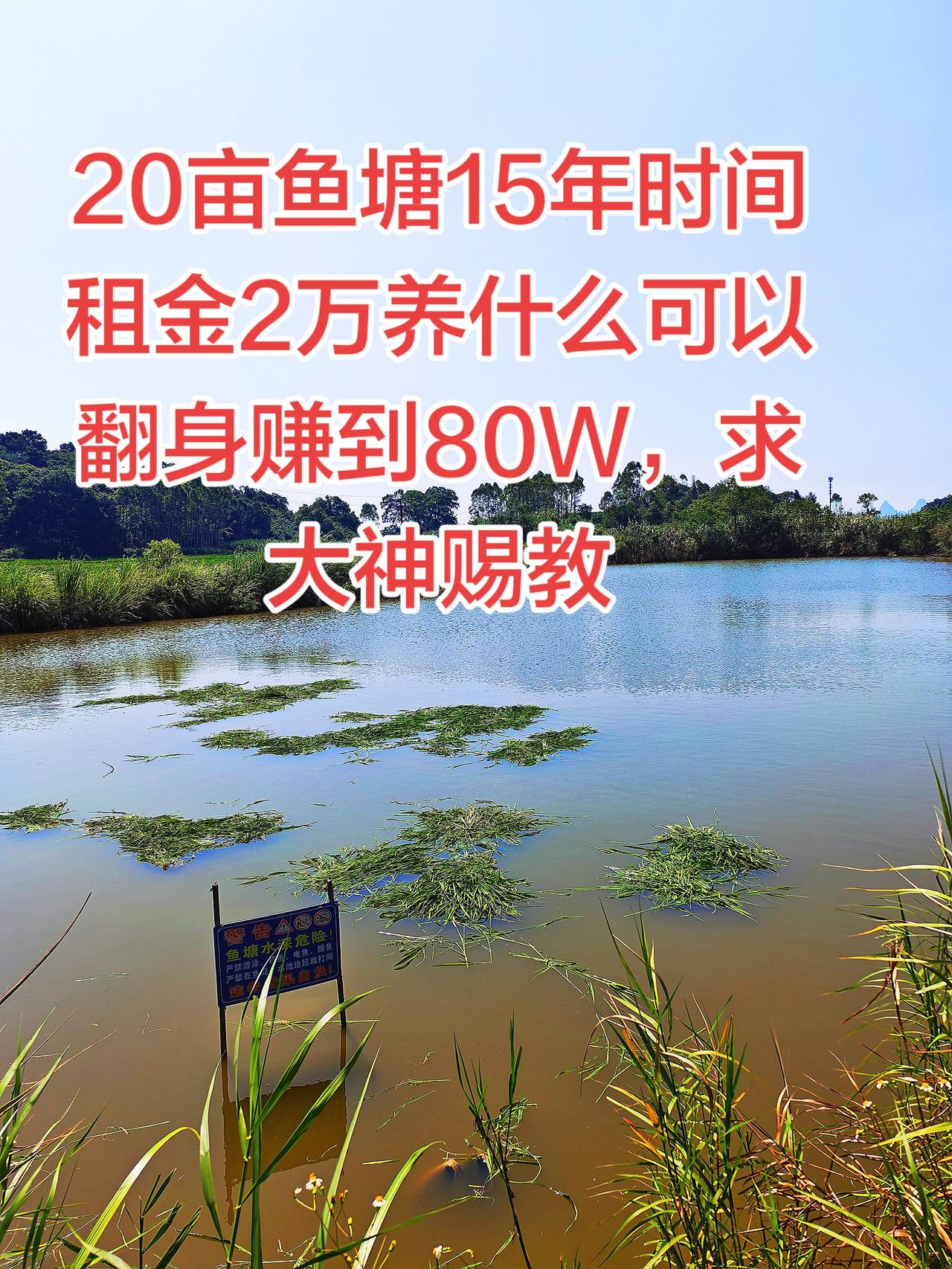 鱼塘有了，时间有了，如何翻身赚80万养鱼日记 草鱼 农村生活 三农