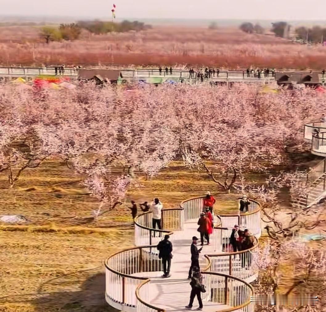 托克逊杏花又开！年年人挤人，今年你还去吗？ 
转眼3月中旬，托克逊的杏花马上如期