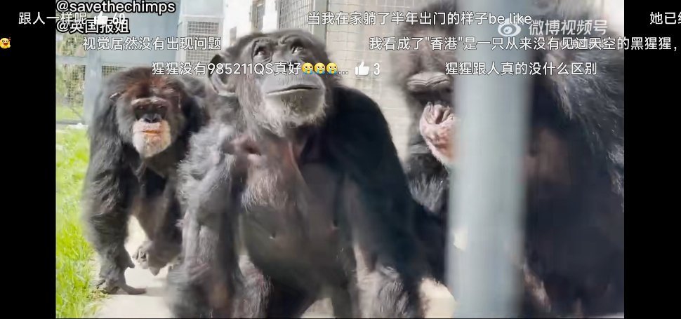 #被猩猩间的友谊感动了#非常确定的是，黑猩猩之间存在友谊，就是类似于人类的友谊文