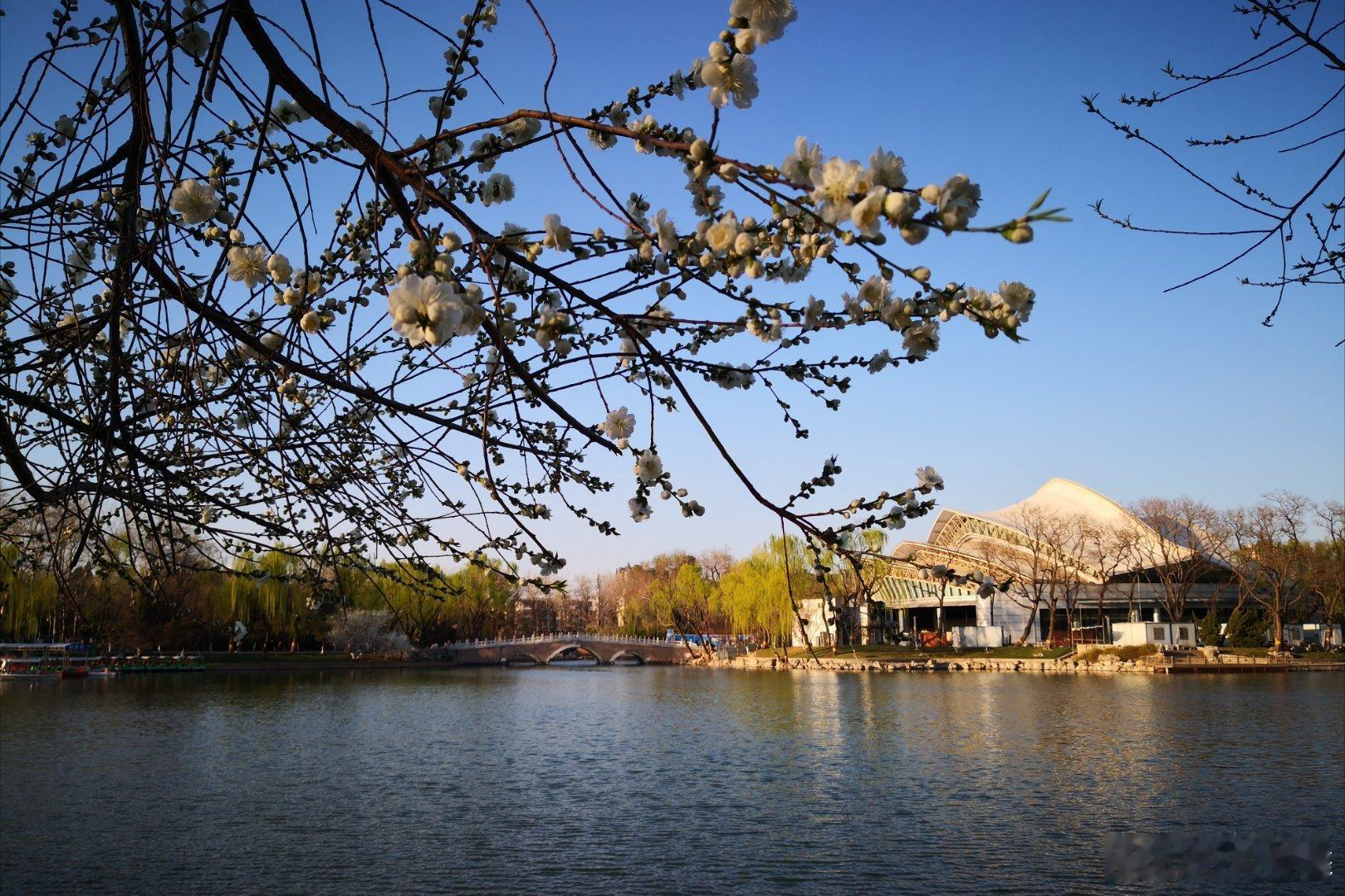 北京龙潭湖公园里的春天画卷 摄影​​​