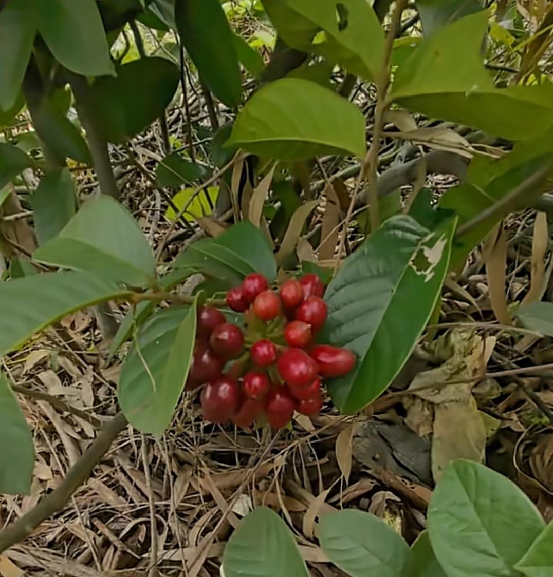 雷州山上这种野果叫牛菍子！很多本地人见过却叫不出学名



在雷州半岛的丘陵荒坡