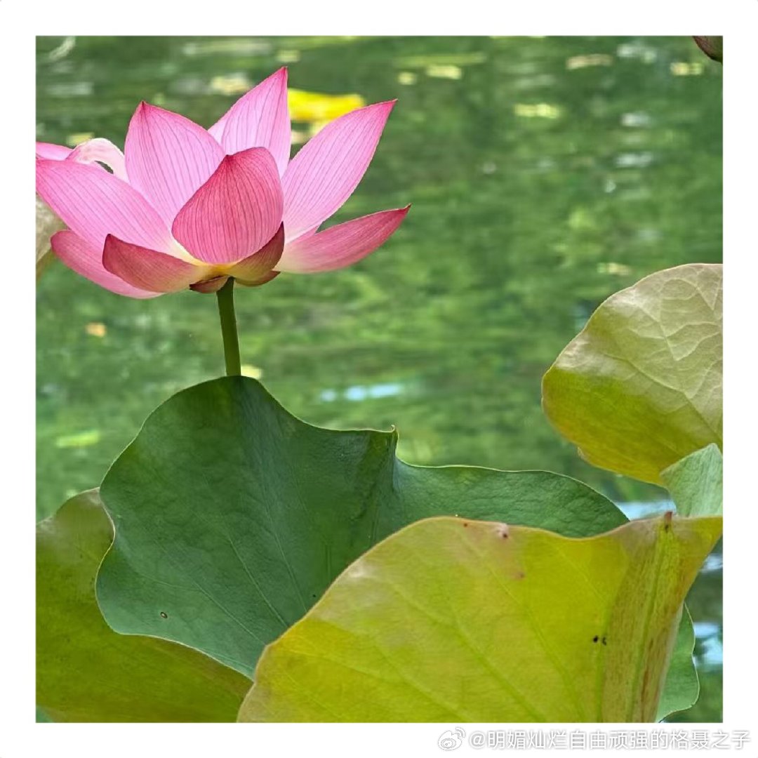 晶莹剔透也可以用来形容一朵花 