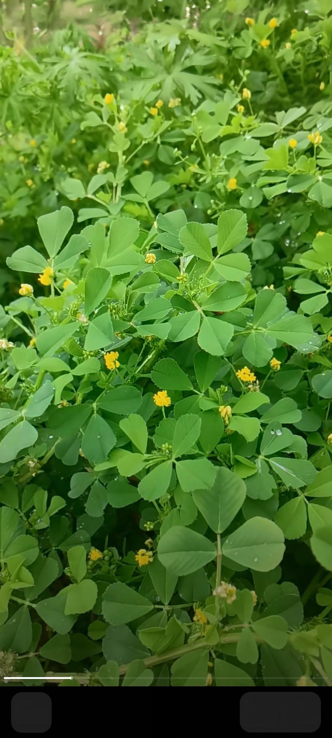 乘85路公交车时，车上有几个老太太，提的袋子里装的全是我们孝感地区遍地都有的野菜