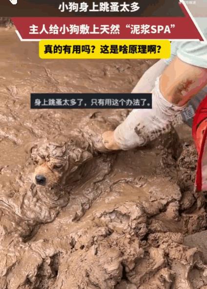 万万没想到！四川，小狗深受跳蚤困扰，浑身痒得不行。主人灵机一动，找来天然泥浆，细