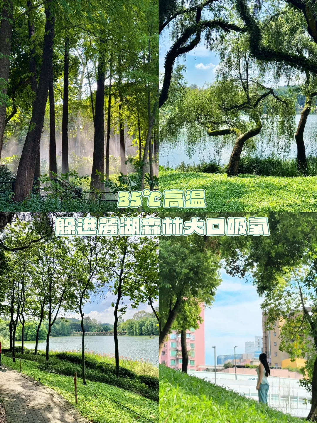 麓湖公园|一个巨大的绿色能量场🌳附live图