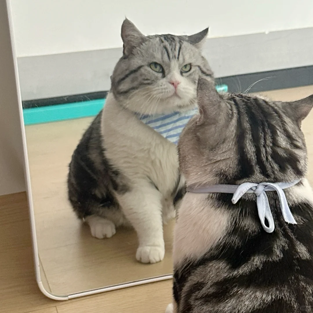 给我爹说猫减肥呢，回来发现肚子撑得圆鼓鼓
