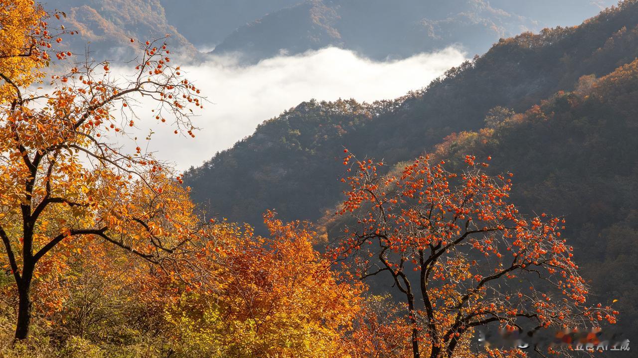 七律·过秦岭入山城
越岭驱车向山城，
夹途丹柿亮如灯。
霜枫片片引人醉，
灵鹊声