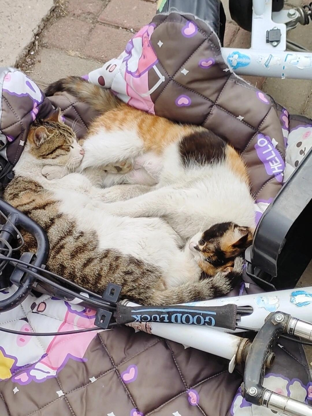 车主：我等了一下午都没好意思去扶车 