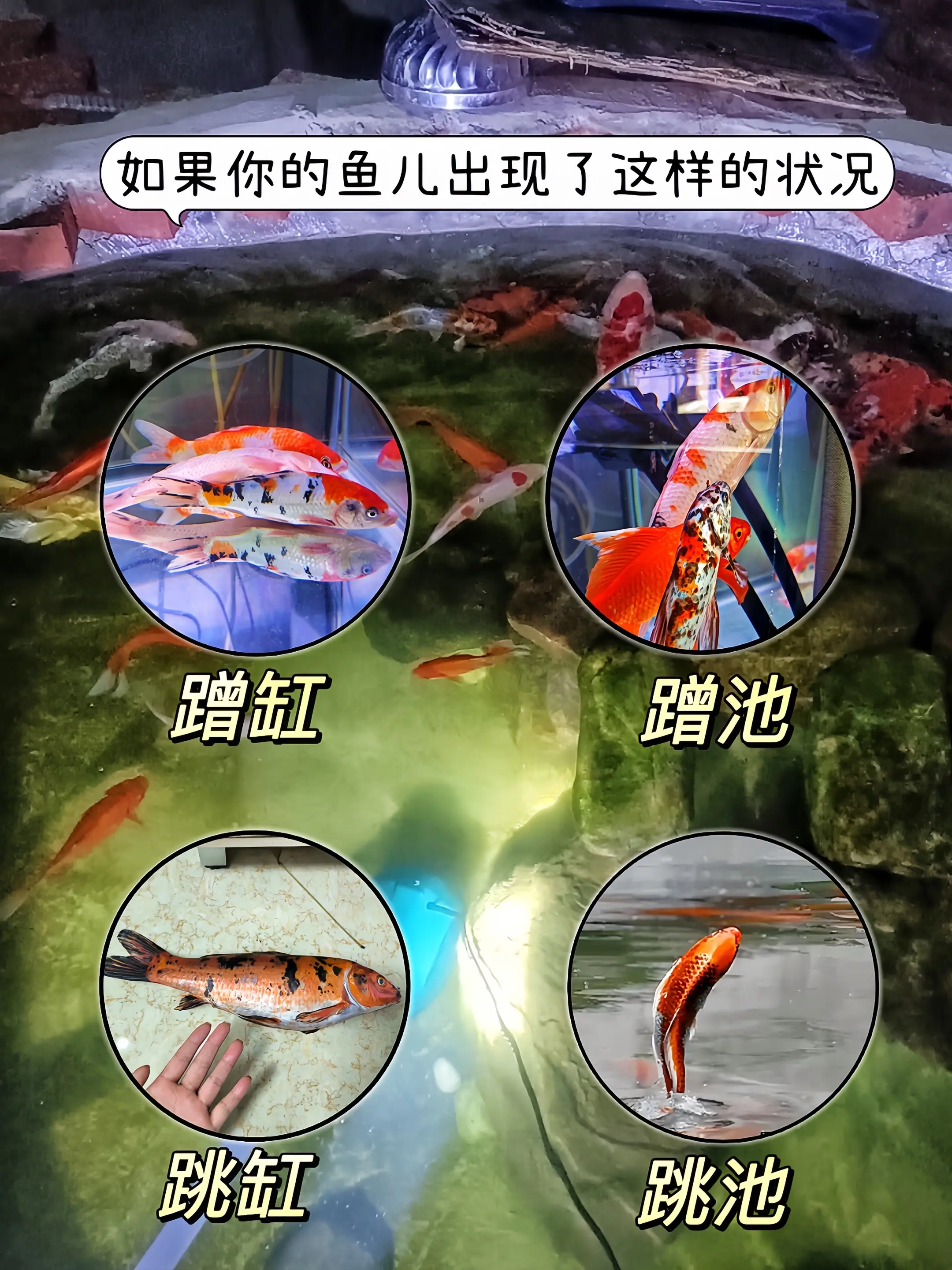 水产养殖的得力助手——阿维菌素水产专用型！针对水产养殖常见寄生虫问题精...
