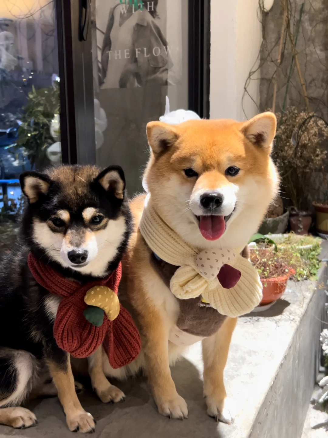 狗子的预制圣诞照🎄