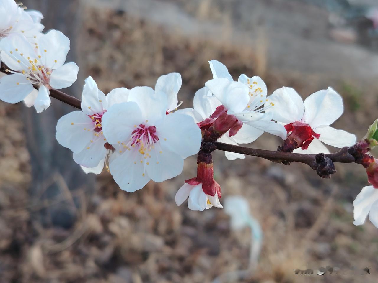 一亩三分田引发的血案
暮春时节，携着槐花香的风，悠悠漫过青石板巷，吹至老陈家那亩