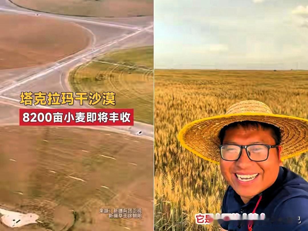 好消息！新疆沙漠里的8200亩小麦马上丰收啦🌾
谁能想到，昔日寸草不生的茫茫沙