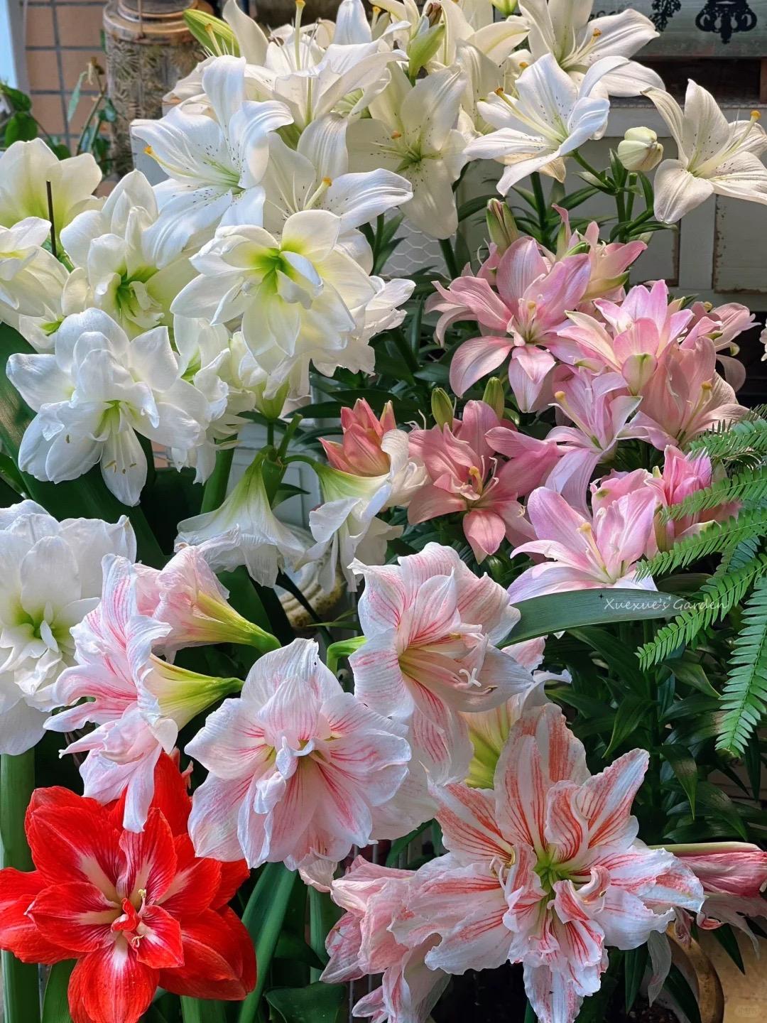 是谁还不知道，两广朱顶红和秋百合开挂？两广也有自己的开挂球根植物——朱...