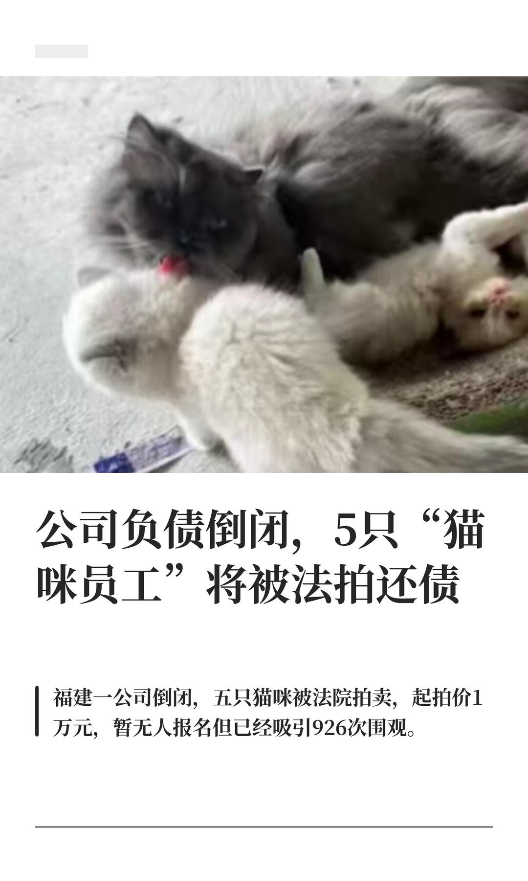 公司欠债倒闭五只猫咪员工被法拍 现在猫都能当公司资产被法院拍卖了吗？说实话现在这