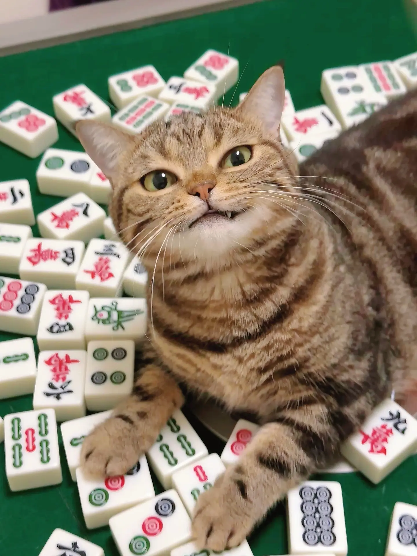 小猫你怎么开始上麻将桌了。原来是我的好运财啊！