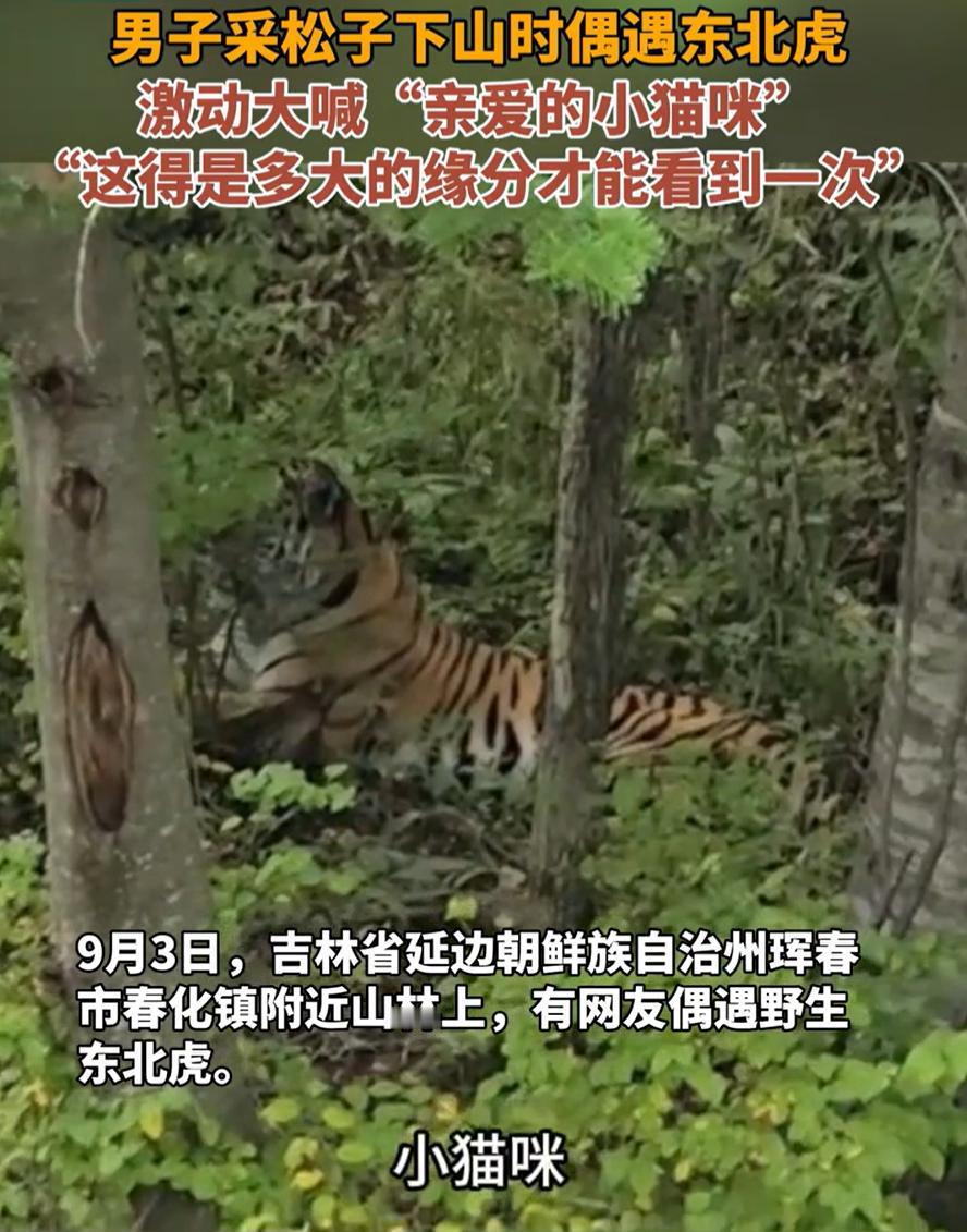 吉林珲春，一男子采松子下山时，突然看到旁边的树林中有动静，仔细一看竟然是一只东北
