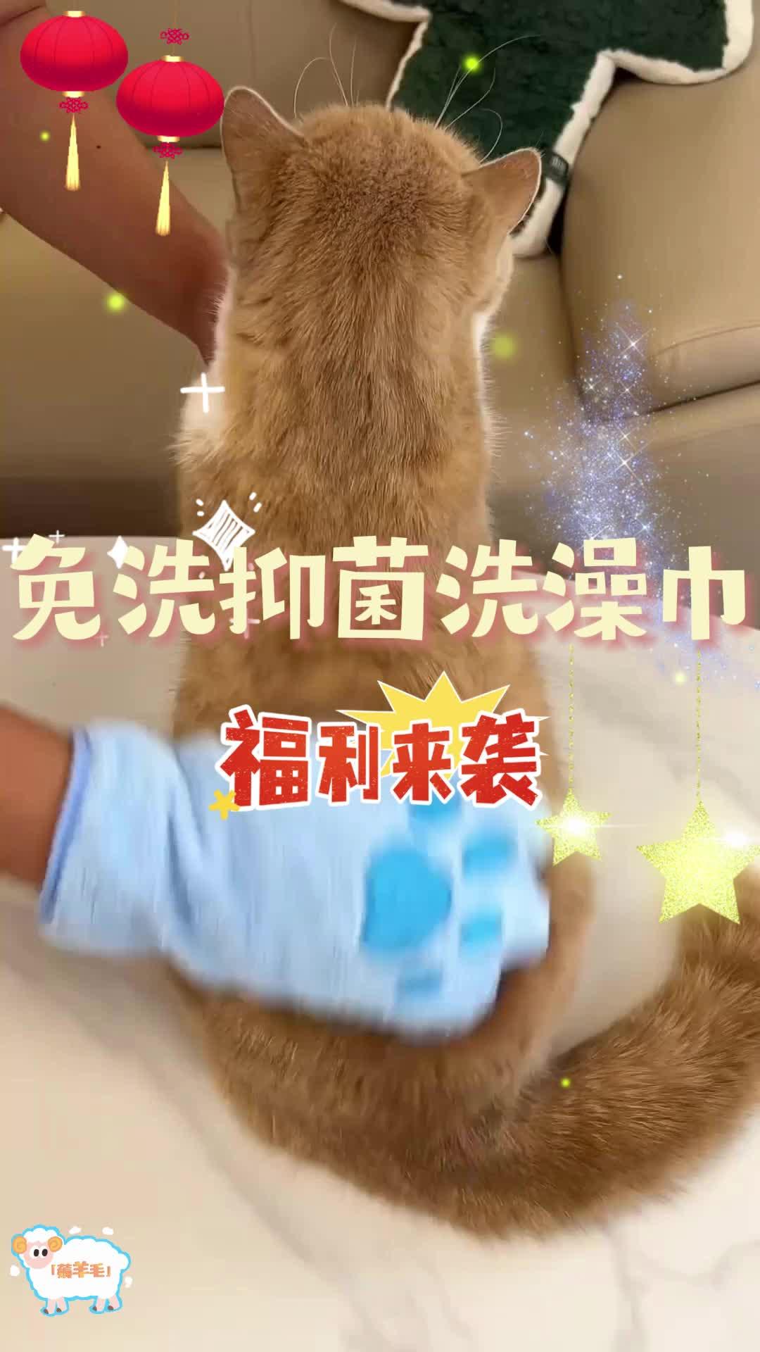 不用水冲 不怕应激，自己在家就能轻松翻新小脏猫，马上过年了，快给你家小...