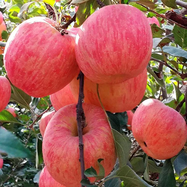 人生就像一个苹果——
小时候是青的，又硬又涩，谁见了都不想咬一口。
慢慢长熟了，