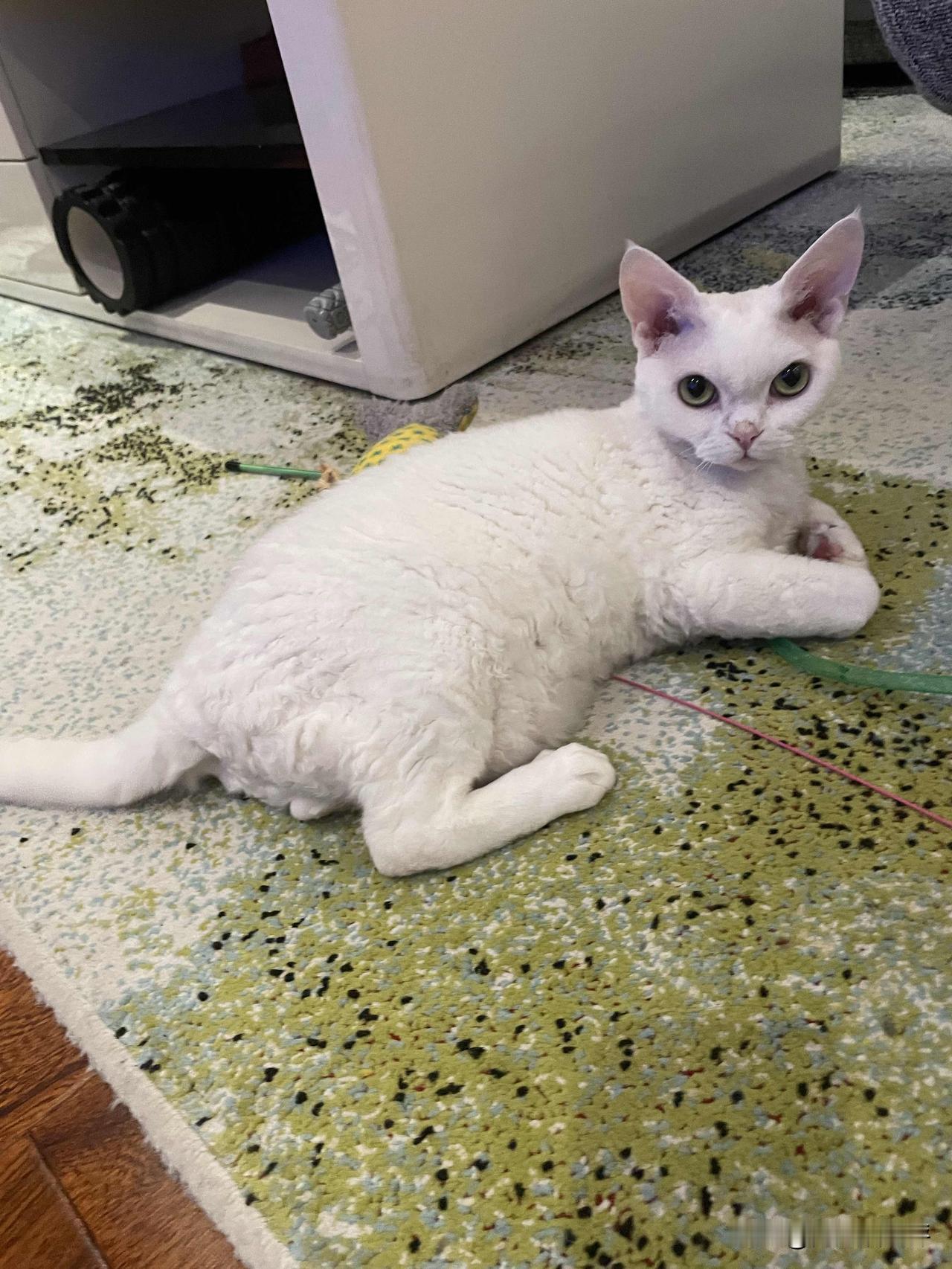 我家小猫咪，这个样子是不是很乖啊！