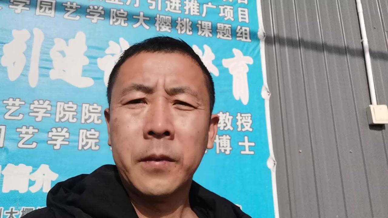 大樱桃种植想增加收益，优化品种结构很重要。首先要增加优质品种的种植面积，不断提升