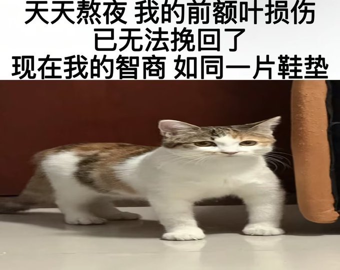 现在的我已经成了呆萌的小智障… 