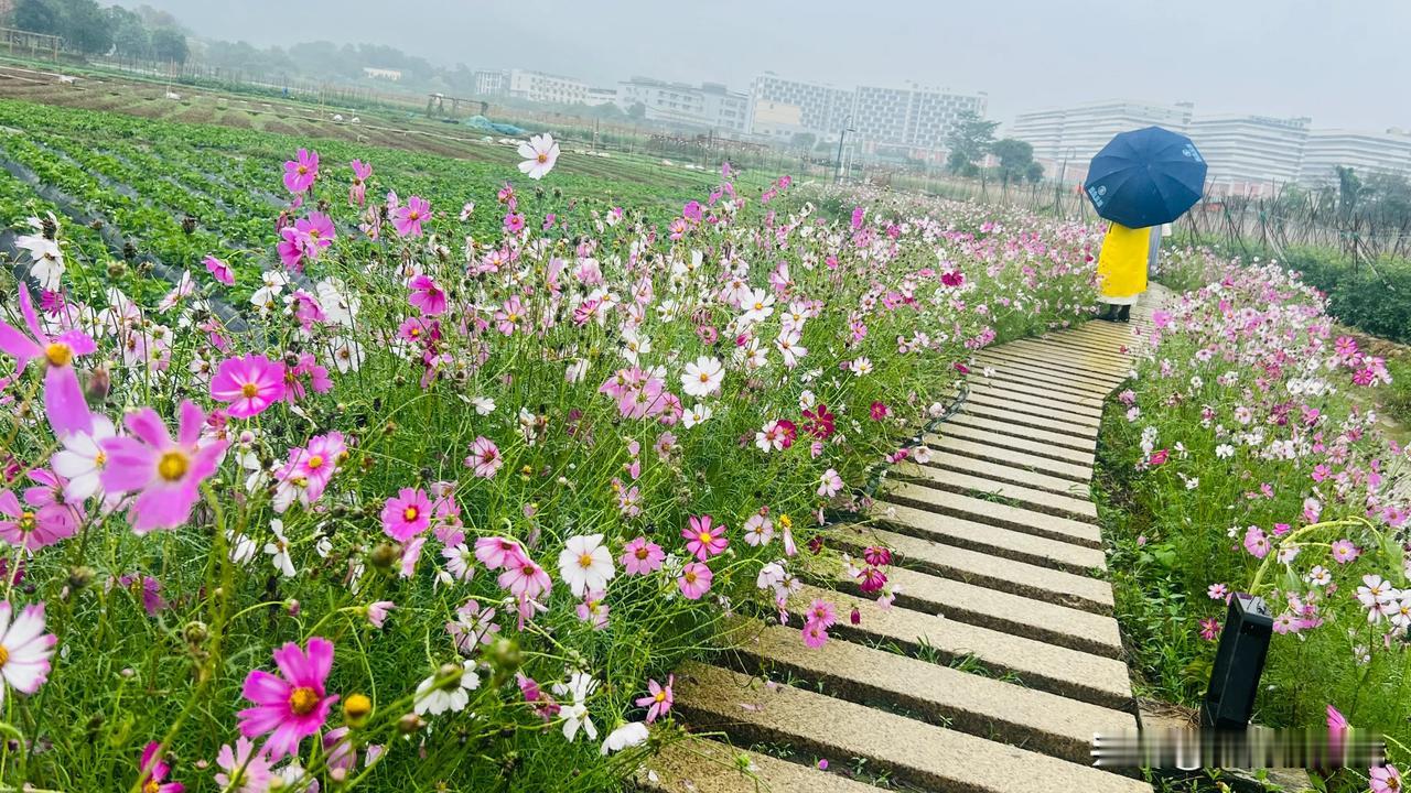分享一下你手机相册里的格桑花