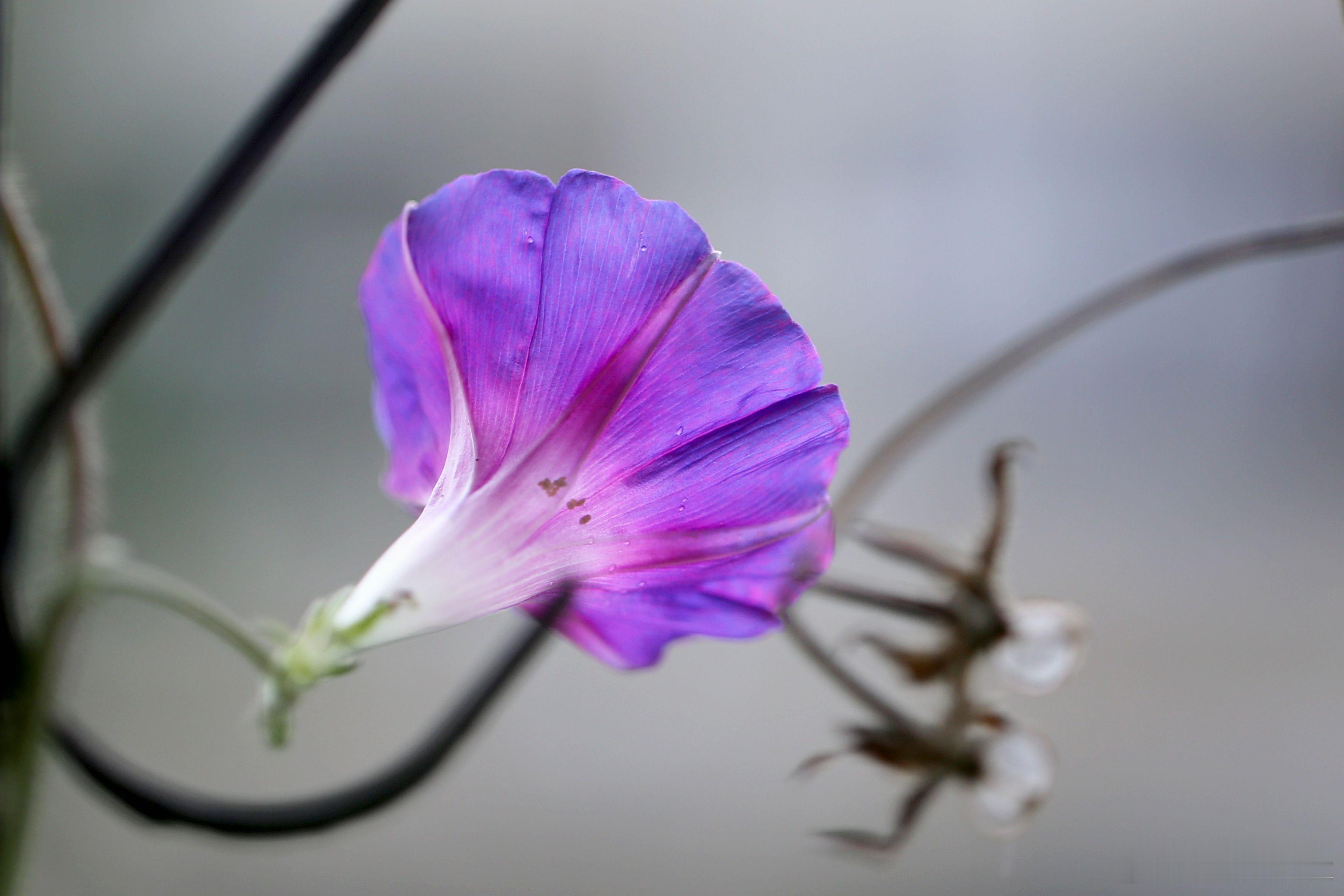 百花图谱 【“离离牵牛花，萦蔓绕业棘”。】 