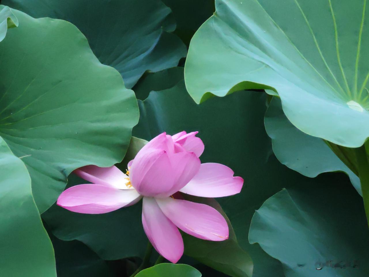 《鹧鸪天•残暑》
残暑未尽蝉声噪，纤纤素手团扇摇。
偶见黄叶星一点，却趁满月起秋