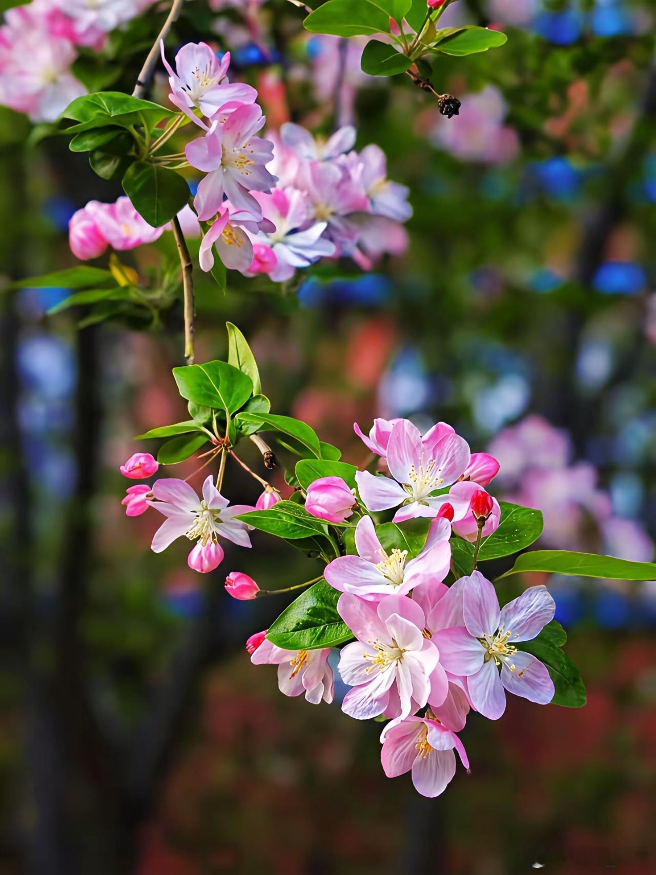 （一醉散）對於鬚髮早白，有很好的療效。準備：槐角30克，墨旱蓮60克，生地黃3