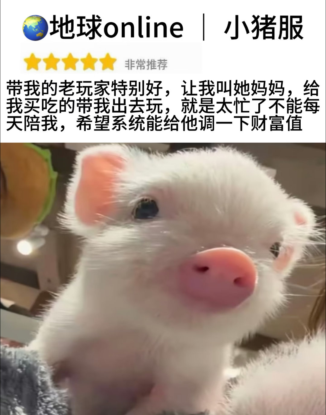 猪猪 ​​​