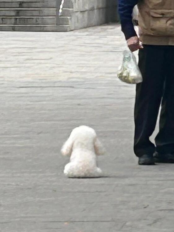 这个小狗背影让我干啥都行！ 
