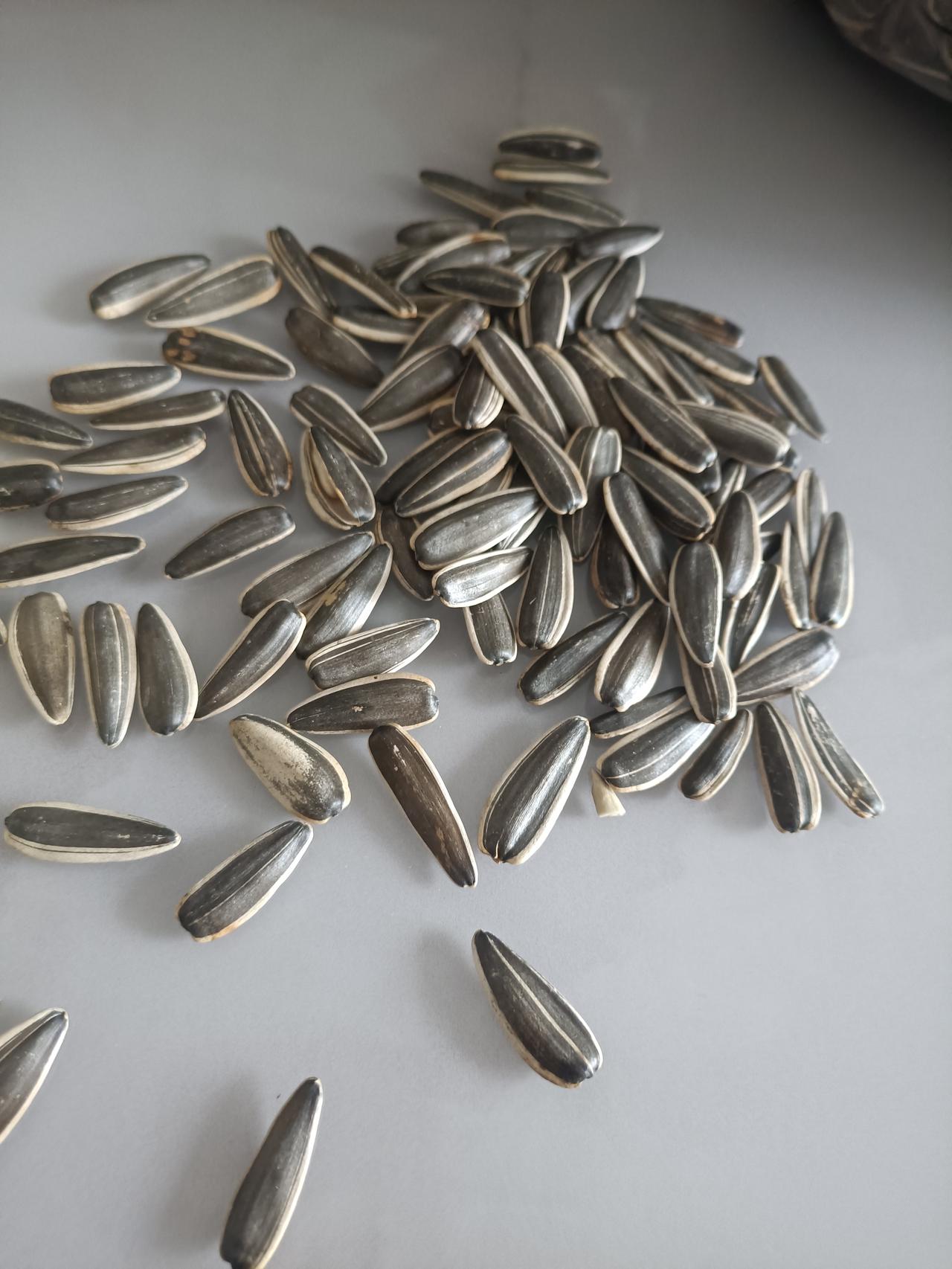 这堆瓜子儿，看着就挺解压的。
 
黑亮的壳儿上带着一道白边，像给每颗瓜子都镶了个