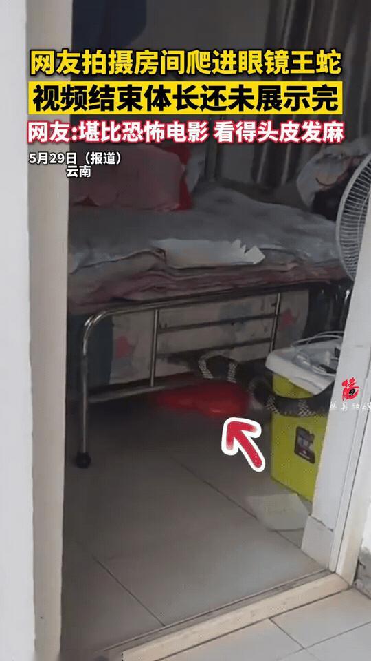 “后怕”！有网友在家中拍到惊险一幕，一条巨型眼镜王蛇悄悄爬进卧室。
 
视频里，