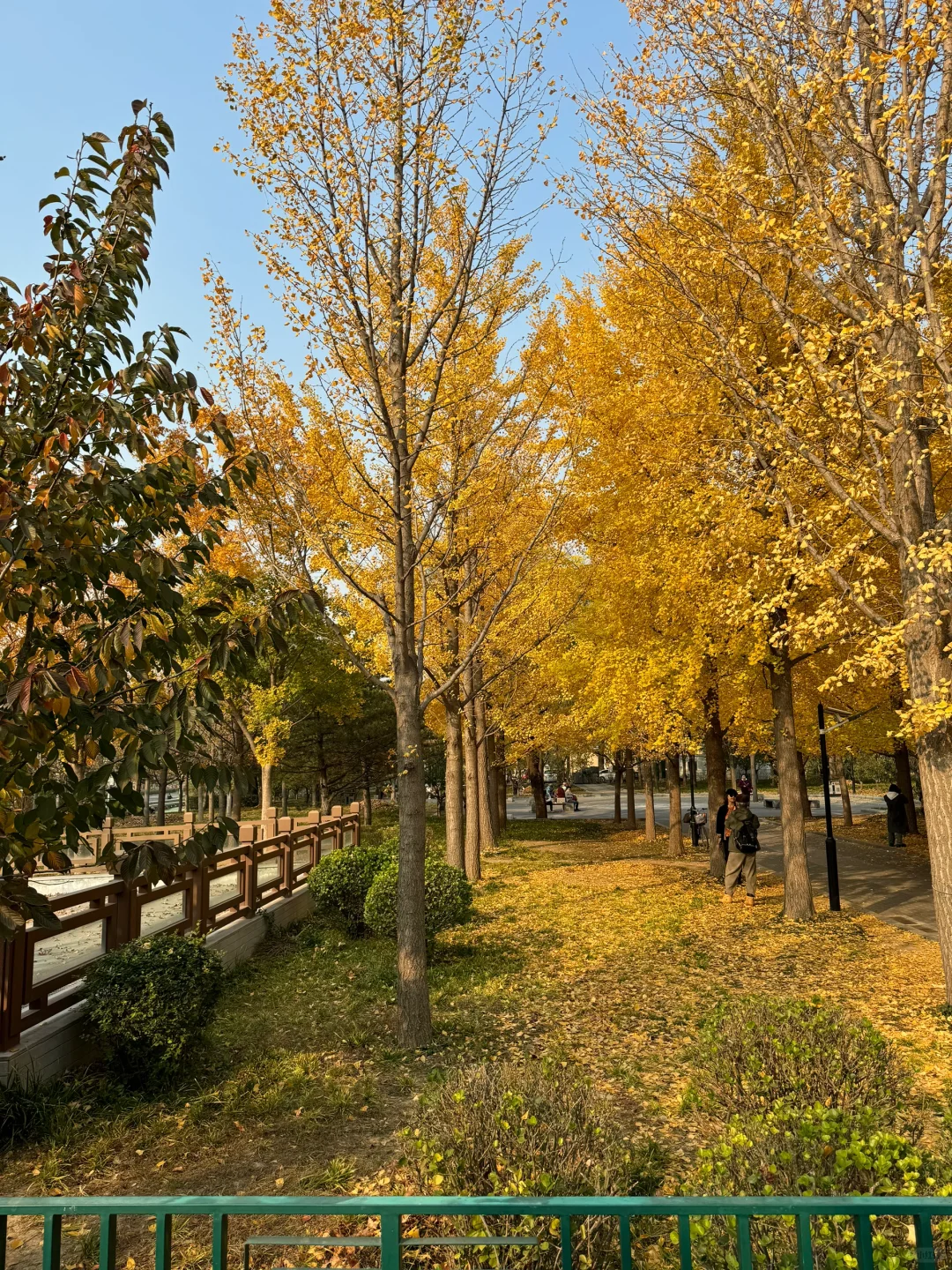 老舍说:北平的秋天便是人间天堂🍂