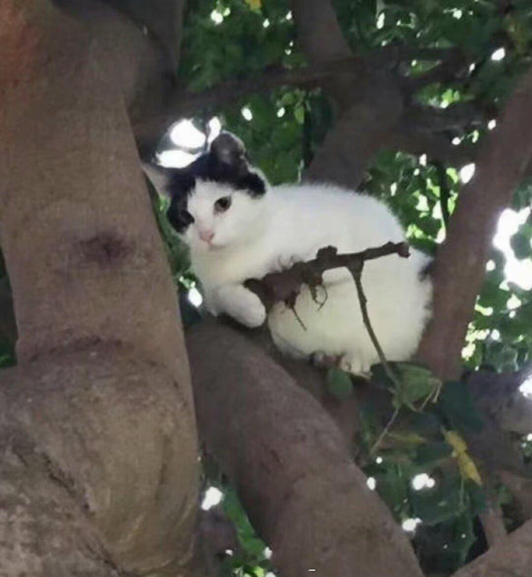 雅安职业技术学院 走在路上还以为，猫拿狙击枪瞄我。生活手记朋友圈文案 雅安