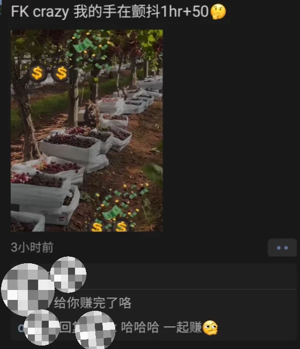 2-3月免费吃葡萄🍇每周给2000-3000刀的季节