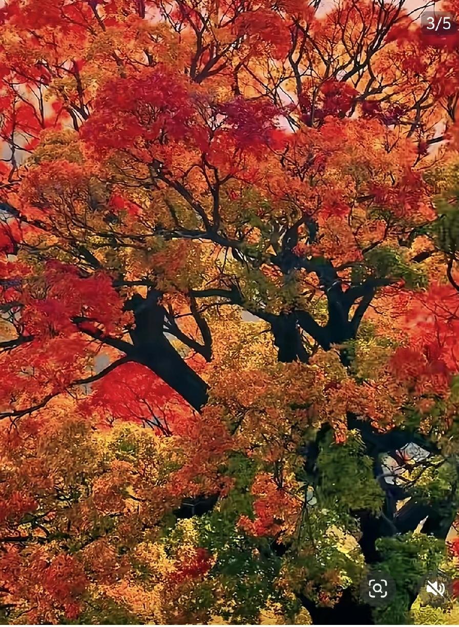 世界面对它的爱人，
把它浩瀚的面具揭下了。
它变小了，
小如一首歌，
小如一个永